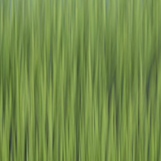 Les prêles du lac du Pontet, effet de flou