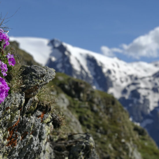 Profondeur de champ : primevère et glaciers