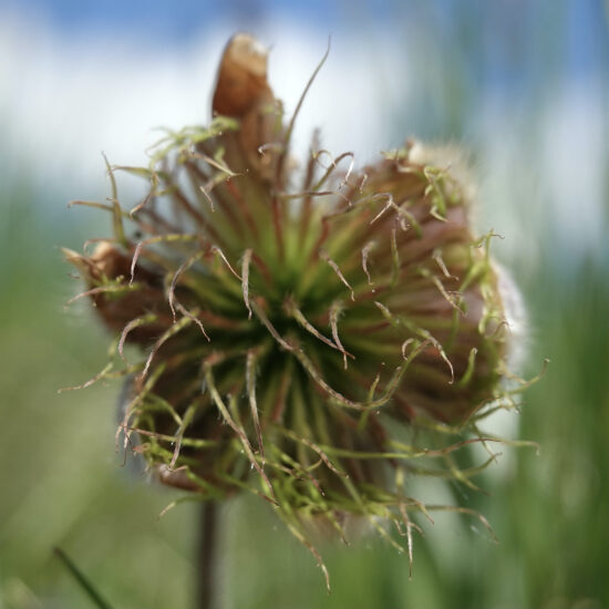 Essai de macro, pulsatille