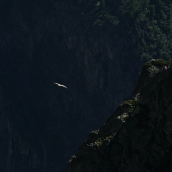 Vautour survolant les gorges de la Romanche