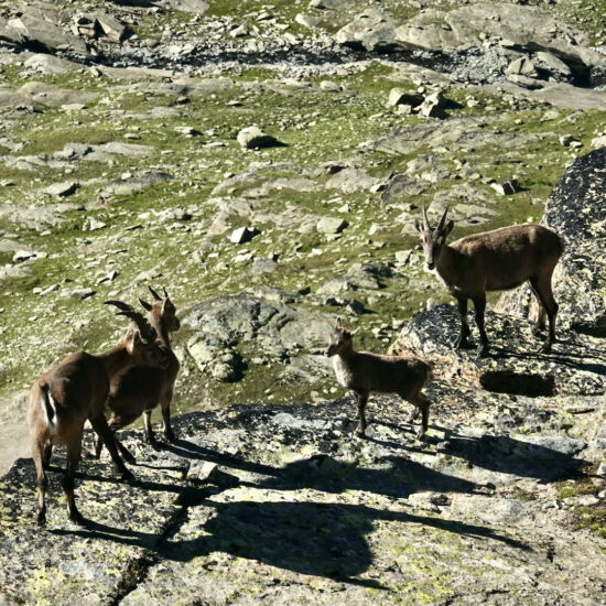 Bouquetins sous le col des Pariotes