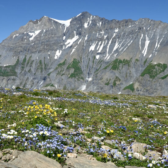 La Grande Casse vu du col de Pierre Blanche