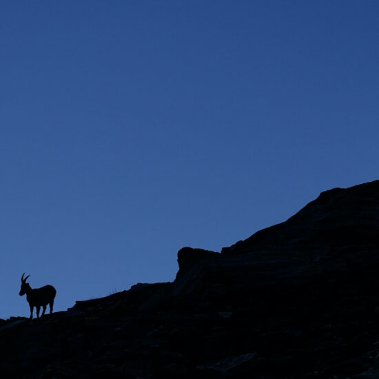 Silhouette de bouquetin sous le col du Carro
