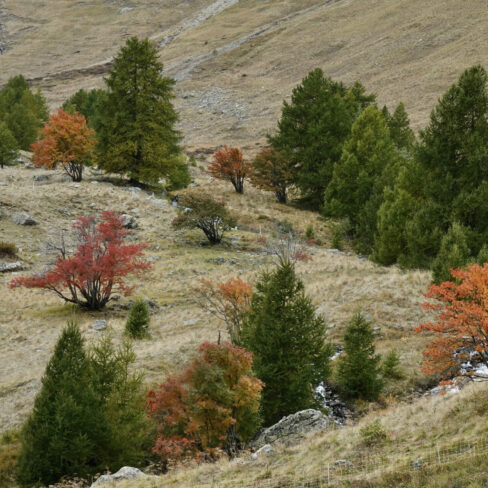Couleurs au col de Vars