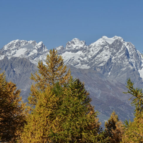 Pelvoux, Pic Sans Nom, Ailefroide : mélèzes en feu sur fond de sommets des Ecrins