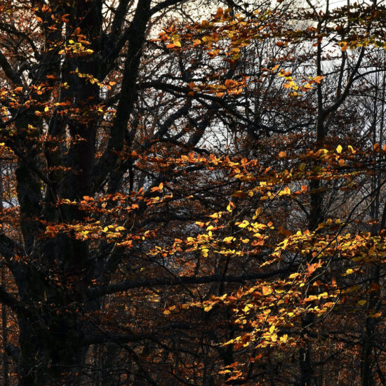 Hêtraie de Castagniccia à l'automne